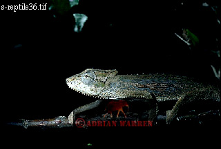 Pygmy Chamaeleon, Chamaeleo pumila, lizards19.jpg 
320 x 217 compressed image 
(31,233 bytes)