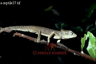 Pygmy Chamaeleon, Chamaeleo pumila, lizards20.jpg 
320 x 215 compressed image 
(37,118 bytes)
