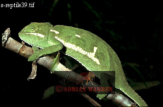 Flap-necked Chamaeleon, Chamaeleo dilepis, lizards24.jpg 
320 x 211 compressed image 
(46,671 bytes)