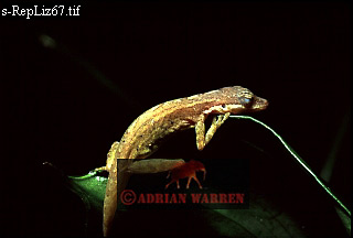 Anolis Lizard, lizards25.jpg 
320 x 216 compressed image 
(35,257 bytes)