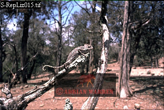 Chamaeleon, lizards26.jpg 
320 x 216 compressed image 
(80,416 bytes)