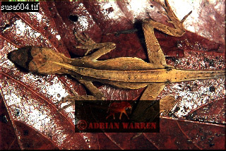 Anolis Lizard, Anolis chrysolepis planiceps, lizards27.jpg 
320 x 214 compressed image 
(92,185 bytes)