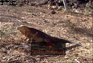 Land Iguana, Conolophus subcristatus, lizards29.jpg 
320 x 219 compressed image 
(101,760 bytes)