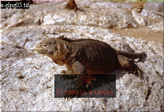 Land Iguana, Conolophus subcristatus, lizards31.jpg 
320 x 220 compressed image 
(82,932 bytes)