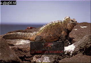 Marine Iguana, Amblyrhynchus cristatus, lizards32.jpg 
320 x 221 compressed image 
(60,382 bytes)