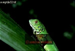 Preview of: 
lizards03.jpg 
320 x 219 compressed image 
(35,488 bytes)