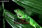 Preview of: 
lizards04.jpg 
320 x 218 compressed image 
(76,684 bytes)