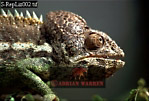 Preview of: 
lizards15.jpg 
320 x 217 compressed image 
(72,443 bytes)