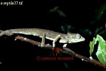 Preview of: 
lizards20.jpg 
320 x 215 compressed image 
(37,118 bytes)
