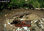 Preview of: 
lizards33.jpg 
320 x 224 compressed image 
(87,784 bytes)