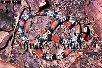 snake38.jpg 
350 x 235 compressed image 
(124,485 bytes)