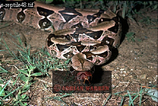 snake43.jpg 
320 x 216 compressed image 
(92,413 bytes)