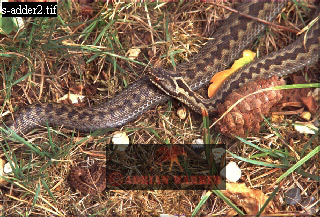 snake44.jpg 
320 x 217 compressed image 
(100,161 bytes)
