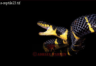 snake52.jpg 
320 x 221 compressed image 
(31,110 bytes)