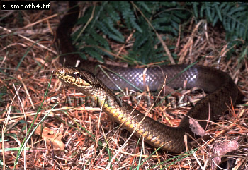 snake65.jpg 
350 x 241 compressed image 
(104,806 bytes)