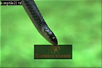 Preview of: 
snake49.jpg 
320 x 215 compressed image 
(41,828 bytes)