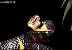 Preview of: 
snake51.jpg 
320 x 224 compressed image 
(41,487 bytes)