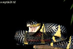 Preview of: 
snake54.jpg 
320 x 215 compressed image 
(40,709 bytes)