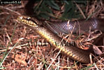 Preview of: 
snake66.jpg 
350 x 236 compressed image 
(94,145 bytes)