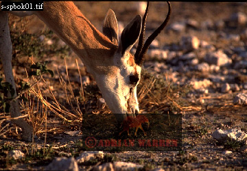 antelope101.jpg 
360 x 250 compressed image 
(102,427 bytes)