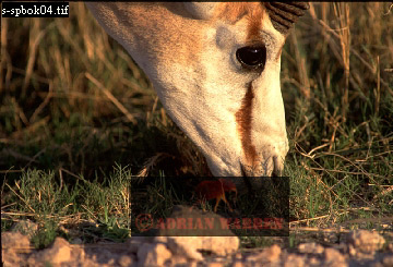 antelope104.jpg 
360 x 245 compressed image 
(94,813 bytes)