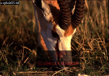antelope105.jpg 
360 x 250 compressed image 
(97,683 bytes)