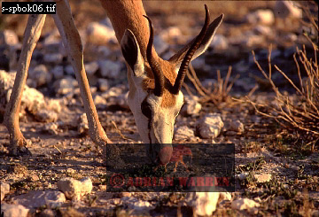 antelope106.jpg 
360 x 245 compressed image 
(104,287 bytes)