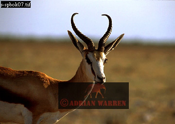 antelope107.jpg 
360 x 256 compressed image 
(54,288 bytes)