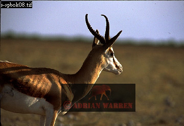 antelope108.jpg 
360 x 247 compressed image 
(64,241 bytes)