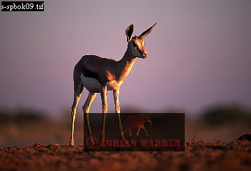 antelope109.jpg 
360 x 245 compressed image 
(54,294 bytes)