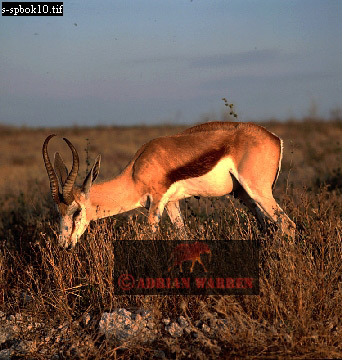 antelope110.jpg 
342 x 360 compressed image 
(117,687 bytes)
