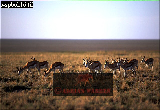 antelope112.jpg 
320 x 221 compressed image 
(57,948 bytes)