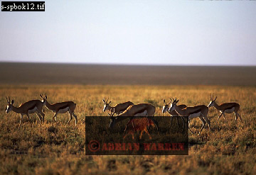 antelope113.jpg 
360 x 247 compressed image 
(65,610 bytes)