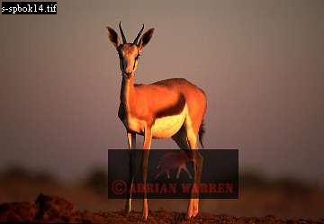 antelope115.jpg 
360 x 249 compressed image 
(50,561 bytes)