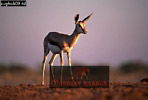 Preview of: 
antelope109.jpg 
360 x 245 compressed image 
(54,294 bytes)