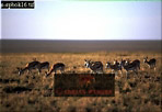 Preview of: 
antelope112.jpg 
320 x 221 compressed image 
(57,948 bytes)