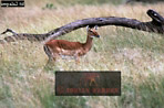 Preview of: 
antelope123.jpg 
360 x 239 compressed image 
(92,619 bytes)