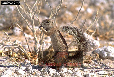 squirrel4.jpg 
365 x 248 compressed image 
(107,725 bytes)