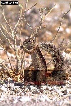 squirrel5.jpg 
246 x 365 compressed image 
(97,513 bytes)