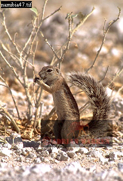 squirrel6.jpg 
248 x 365 compressed image 
(98,929 bytes)