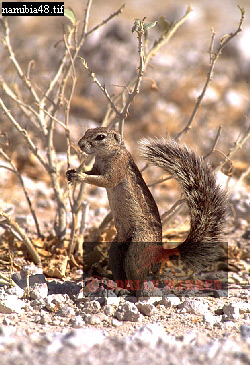 squirrel7.jpg 
250 x 365 compressed image 
(101,447 bytes)