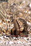Preview of: 
squirrel7.jpg 
250 x 365 compressed image 
(101,447 bytes)
