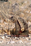 Preview of: 
squirrel8.jpg 
245 x 365 compressed image 
(94,460 bytes)