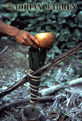 AW_Waorani65b, Waorani Indians : Curare Preparation, rio Cononaco, Ecuador, 1983