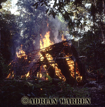 AW_Waorani77, Waorani Indians, Hut burning before moving on, rio Cononaco, Ecuador, 1983