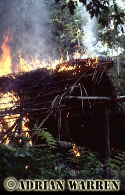 AW_Waorani78, Waorani Indians, Hut burning before moving on, rio Cononaco, Ecuador, 1983