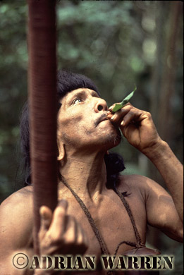 AW_Waorani47, Waorani Indians : Caempaede hunting, rio Cononaco, Ecuador, 1983