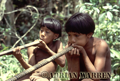 AW_Waorani52, Waorani Indians : boys leaning to use Blow gun, rio Cononaco, Ecuador, 1983