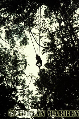 AW_Waorani55, Waorani Indians : on canopy hunting, rio Cononaco, Ecuador, 1983
