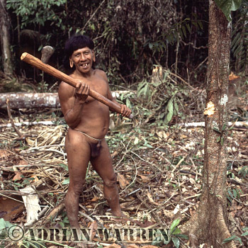 AW_Waorani67, Waorani Indians : Caempaede cutting tree with Stone Axe, rio Cononaco, Ecuador, 1983